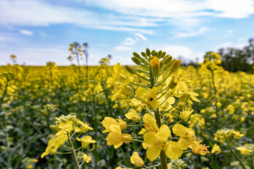 Ein Rapsfeld in der Nähe von Schwechat