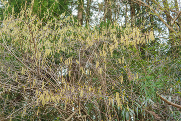 花穂が垂れ下がる黄色いキブシ／Stachyurus praecox