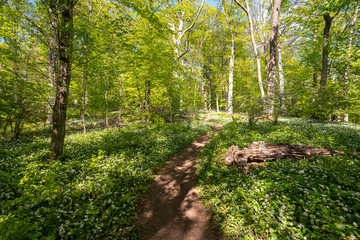 Blühender Bärlauch Wald