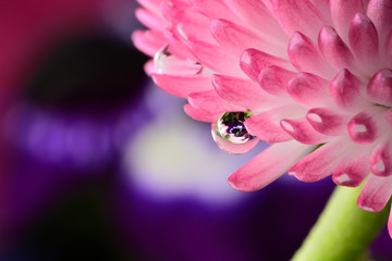 Gentle reflection on the water droplets macro photo