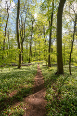 Blühender Bärlauch Wald