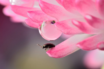 Gentle reflection on the water droplets macro photo