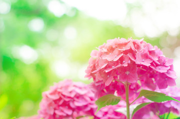 鮮やかなピンクの紫陽花