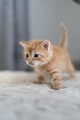 a small red kitten walks home on the floor. Baby cat.