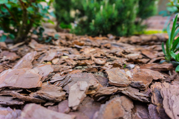 Tree bark for decoration and mulching in landscape design. Tree bark texture background closeup.