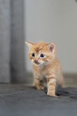 little pet. Mammals, baby cats. the kitten is red.