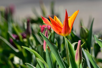 Spring flower in the garden close up
