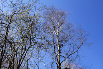 Tree branches against the blue sky
