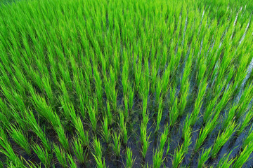 top view picture of green natural rice field.