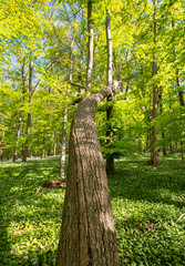 Bl&uuml;hender B&auml;rlauch Wald