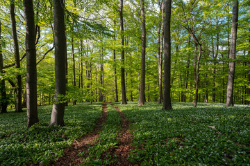 Bl&uuml;hender B&auml;rlauch Wald