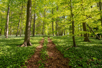 Blühender Bärlauch Wald