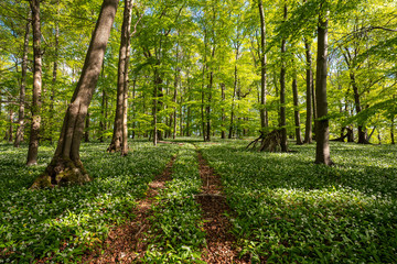 Bl&uuml;hender B&auml;rlauch Wald