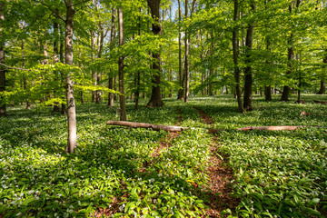 Bl&uuml;hender B&auml;rlauch Wald