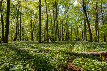 Bl&uuml;hender B&auml;rlauch Wald