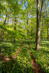 Blühender Bärlauch Wald