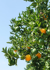 Oranges on a branch