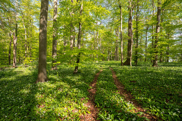 Bl&uuml;hender B&auml;rlauch Wald