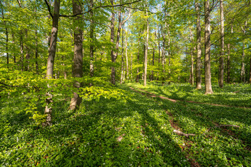 Blühender Bärlauch Wald