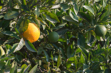 Oranges on a branch