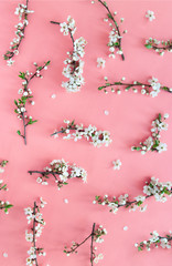 on a coral background layout of cherry branches with white flowers