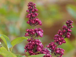 Gros plan sur grappe de lilas commun ou lilas français (Syringa vulgaris) aux fleurs rouge carmin à quatre pétales