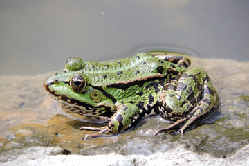 A green marsh frog with blask spots and lines on its skin, a green frog sitting on a wet stone next to water © E-lona