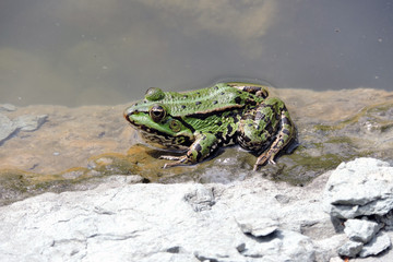 A green marsh frog with blask spots and lines on its skin, a green frog sitting on a wet stone next to water © E-lona