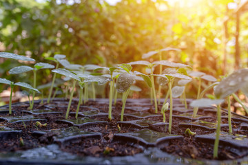 Seedlings growing in the planting panel