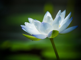 Fototapeta premium 睡蓮 Waterlily 
