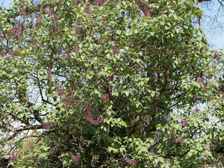 (Syringa vulgaris) Thyrses de Lilas commun ou lilas français aux fleurs rose carmin, bel arbuste...