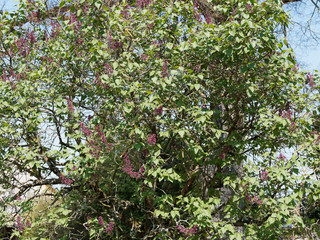 (Syringa vulgaris) Thyrses de Lilas commun ou lilas français aux fleurs rose carmin, bel arbuste ornemental populaire et odorant