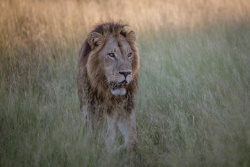 a beautiful African lion proudly walking african savanna lit by botswana's setting sun
