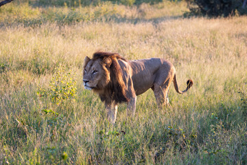 a beautiful African lion proudly walking african savanna lit by botswana's setting sun