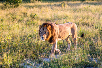 Obraz na płótnie Canvas a beautiful African lion proudly walking african savanna lit by botswana's setting sun