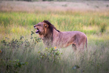 a beautiful African lion proudly walking african savanna lit by botswana's setting sun