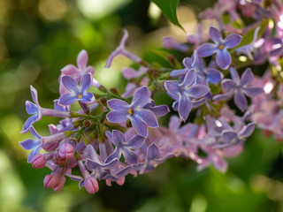 (Syringa vulgaris) Gros plan sur grappe de lilas commun ou lilas français à fleurs bleu violacé