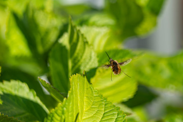 The large bee-fly (Bombylius major), a fly disguised as a bee, photographed from the side as it floats in the air 2