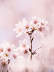 桜 Cherryblossom 