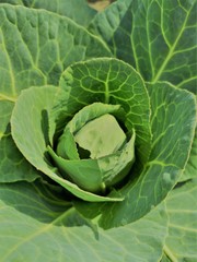 organic cabbage
