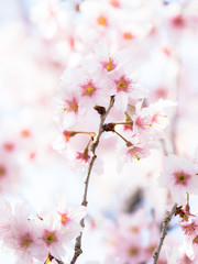 桜 Cherryblossom 