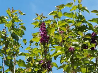 (Syringa vulgaris) Thyrse de Lilas commun ou lilas français aux pétales de fleurs rose carmin