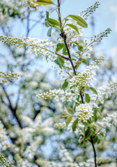 White flowers of bird cherry tree in spring
