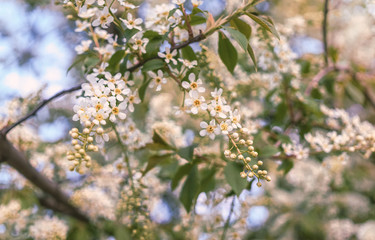 White flowers of bird cherry tree in spring