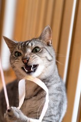 ハイテンション