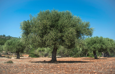 Olive trees in plantation