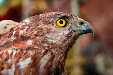 eagle eye.