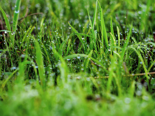 dew on green grass background