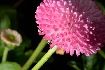 Spring flower in the garden close up