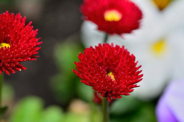 Spring flower in the garden close up